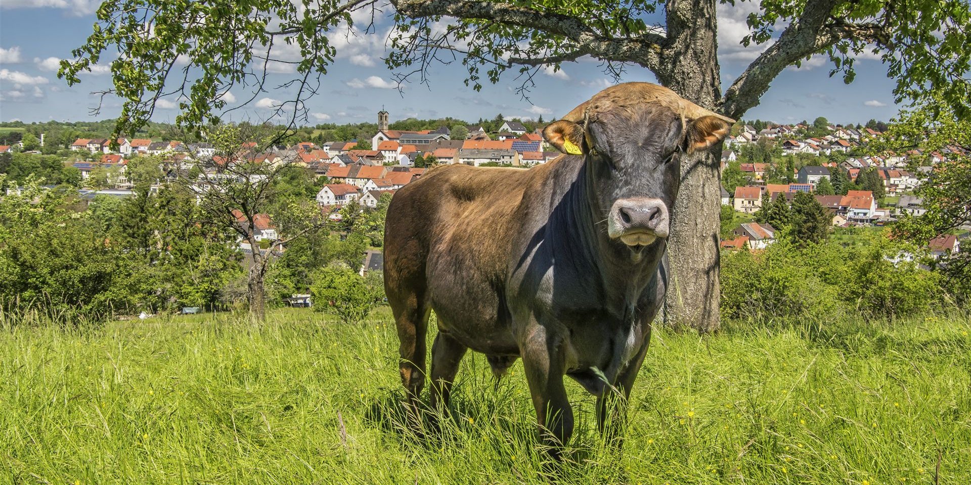 ommersheim_stier